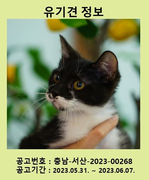 [고양이] 한국 고양이 충남-서산-2023-00268 유기동물 배경 이미지 입니다.
